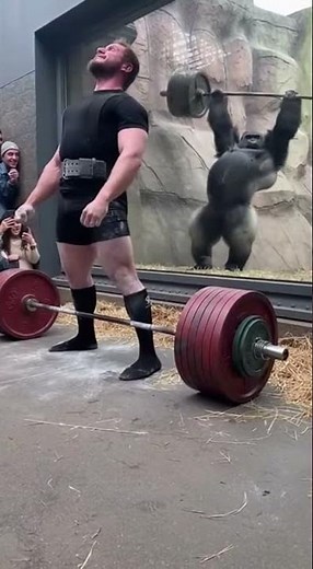 Gorilla starts lifting weights in front of a stunned crowd gains huge strength