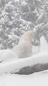 POLAR PLAYTIME: A polar bear at the Buffalo Zoo could not have been more overjoyed by the first major snowfall of the season rolling sliding and rolling around its enclosure. https://abcn.ws/34llsu6 | ABC News