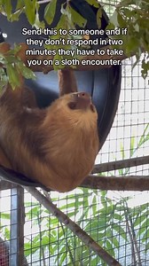 You loved meeting our sloth sweethearts?🦥 Now you can get an exclusive sneak peek of them with our NEW behind-the-scenes experience! An Interpretive Specialist will share facts about the incredibly unique characteristics of sloths and a Sloth Care Specialist will introduce you to the two female sloths, Chata and Ruth. Learn more about their special care needs and how to be a responsible steward when encountering sloths. Reserve your spot today, spaces are limited! For more information, visit ➡️