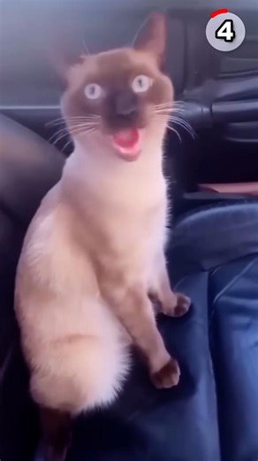 Ranking the CRAZIEST CAT moments ever 😱