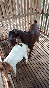 Proses breding | Vieri Jbs