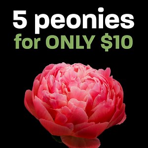 Bigger blooms, smaller prices.  Purchase 5 stems of peonies on sale for only $10 through June 6: https://ms.spr.ly/6186geWoC | Hy-Vee | Facebook