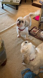 165K views · 10K reactions | Good morning friends! Happy Monday! If it’s Monday, then we are singing our Poop Man song! Have a great day! | Cody and Rusty Pierce, Two Sassy Shih Tzus | Facebook