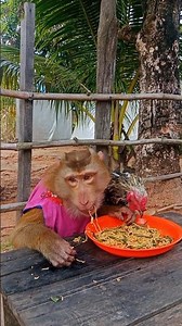 Brilliant Video Best Video Of Animals SokYaa , Phao And ToTo Are Harmony and Fun WILL MAKE YOU SMILE