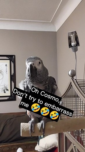 Funny African Grey Parrot Sounds Compilation