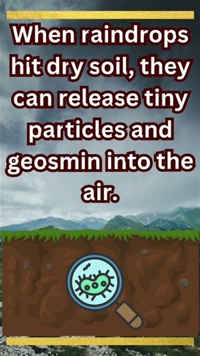 Why Does Rain Smell So Good? 🌧️ The Science Behind It!