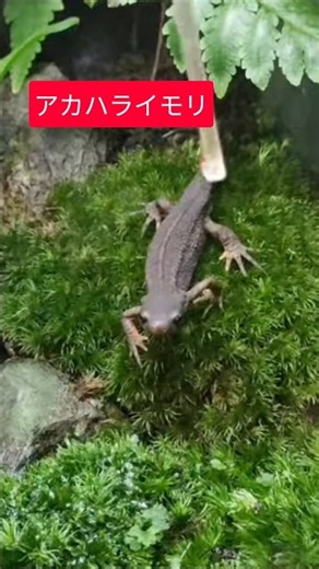 【イモリ】アカハライモリ給餌#イモリ苔テラリウム