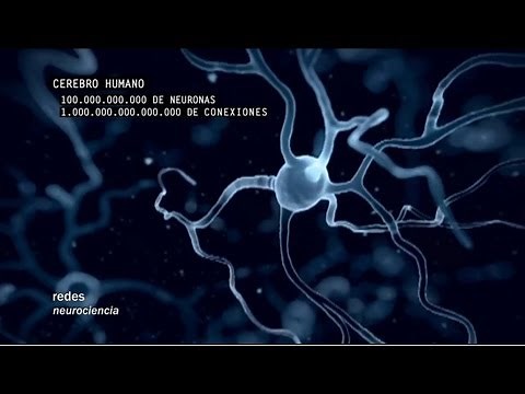 Redes 160: Cómo se conectan las neuronas - neurociencia