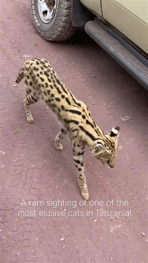 19 reactions | Such a treat to see a Serval Cat so up close and...