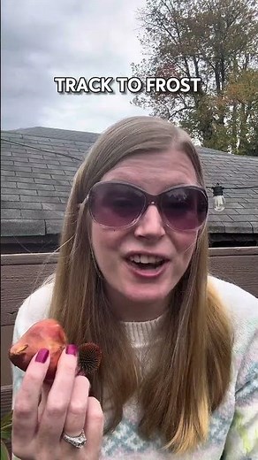 The Best Time To Plant Tulips Might Surprise You