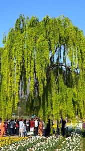 209K views · 4.4K reactions | Tulip Garden #srinagar #view #best | Beauty of Pogal Paristan | Facebook