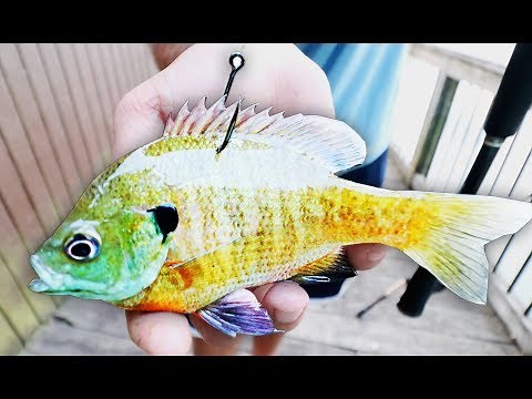 USING LIVE BLUEGILL TO CATCH GIANT BASS! (INSANE RESULTS)
