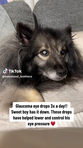 Managing Glaucoma with Eye Drops: A Dog Mom's Journey