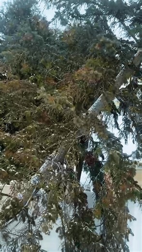 Snowstorms can leave behind serious hazards. Our crew removed this fallen tree and cleared the area after it damaged a vinyl fence. Reliable winter service by KD Tree Service. #KDTreeService #WinterTreeCare #StormDamageCleanup #SnowStorm #EmergencyTreeService #TreeRemoval #FallenTree #ProfessionalTreeCare #SafeTreeWork | KD Tree Service Marietta