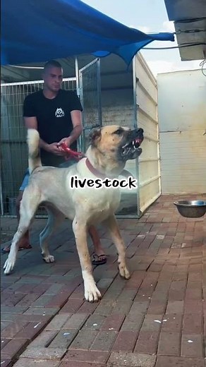 These Dogs Were BUILT for War #dogbreeds #survival