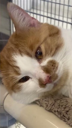 This cat is now in its new home, safe, loved, and starting a beautiful new chapter. 🐾🏠