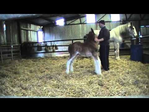 CUTEST FOAL EVER - Oak Grove Frank the Clydesdale Foal