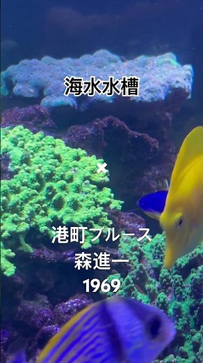海水水槽✖ #港町ブルース #森進一 / #襟裳岬 #盛り場ブルース #女のためいき #波止場女のブルース #函館 #宮古 #釜石 #気仙沼 #三崎 #焼津