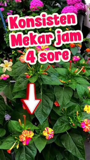 Bunga ini konsisten berbunga tiap sore #tanamanhias