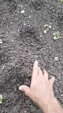 Black Soil
