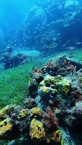 8.2K views · 477 reactions | Next stop: St. Lucia looks like, and is, an excellent spot for snorkeling because there are tons of coral reefs just waiting for you to discover them with your underwater camera lens...視Próxima visita: Santa Lucía parece, y es, un lugar excelente para practicar el snorkel, porque hay cientos de arrecifes de coral que esperan a que los descubras con tu cámara submarina...視#StLucia #Snorkel #snorkeling #deep #sea #reef | NexusTours | Facebook