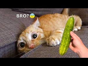 The Best Funny Animal Videos Make You Unable To Stop Laughing 🤣🐶 Funniest Cats And Dogs Videos 🤣