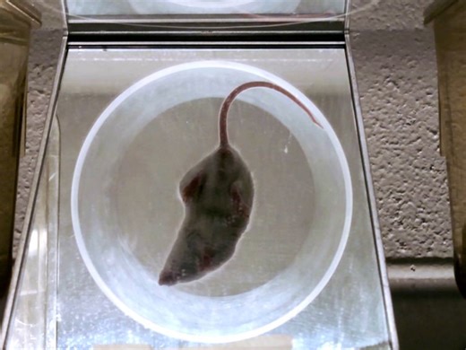 Assessment of Sensorimotor Function in Mouse Models of Parkinson's Disease