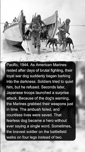 The Dog That Saved an Entire Battalion | Military History Talks