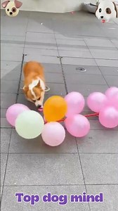 #dogsofinstagram #dogs #doglovers #dog #doglover #dogslife #love #snow