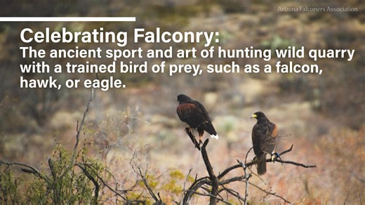 Happy Falconry Day, everyone! | Arizona Falconers Association