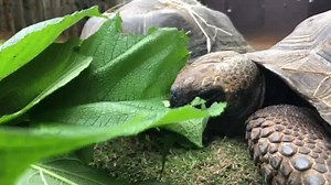 4.9K views · 260 reactions | Our 8 year old Galapagos tortoises are...