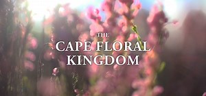 Considered one of the most beautiful and intricate plant regions in the world, the magic of the Cape Floral Kingdom at the southern tip of Africa leaves much to be discovered. We would like to thank Wagtale and everyone involved in the latest production on the Cape Floral KIngdom video below. Well done! #capefloralkingdom | Grootbos Private Nature Reserve