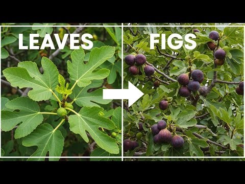 Leaves Everywhere, No Figs? Here’s What Your Potted Fig Tree Is Telling You