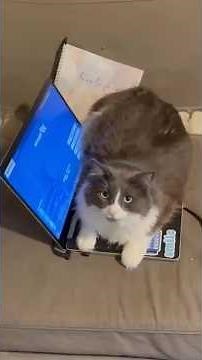 POV: Living with a Tuxedo Cat 😂