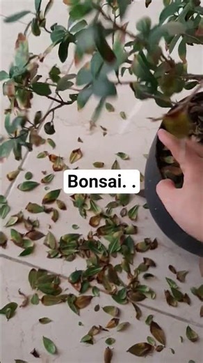 How to save a dying bonsai?.#bonsai