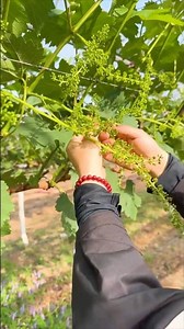 Grape Thinning Technique for Premium Quality #farmingtech
