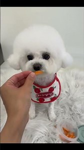 강아지 미용 전후 #미용전후 #강아지 #bichonfrise #강아지미용 #doggroom #비숑미용