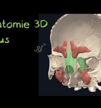 3D sinuses description