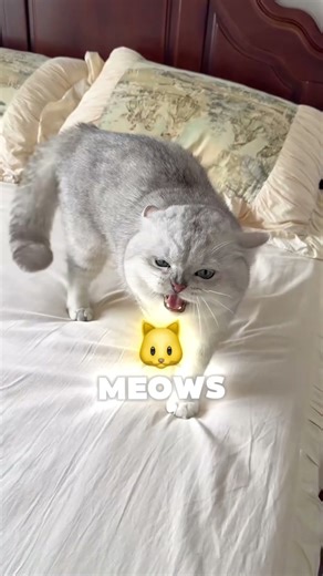 DRAMATIC CAT doesn't like bath time :( #shorts #cat