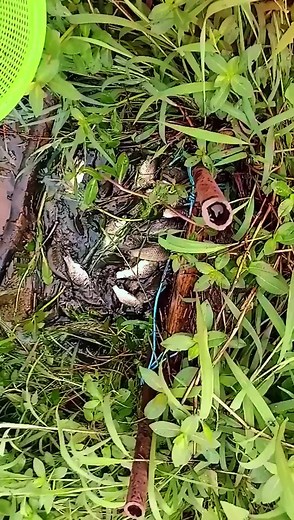 #nature #life #naturallife #naturalliving