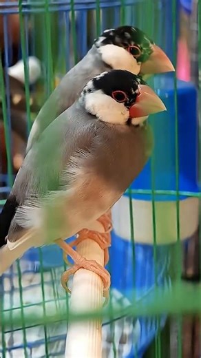 Adorable Little cutest Birds Sweet Chirping 🐦🌿Cutest birds ever #birds #bird #shorts