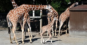 Metro Richmond Zoo welcomes its first giraffe calf in nearly 4 years