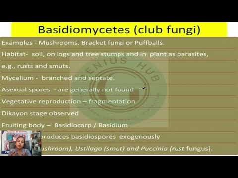 Basidiomycetes (Club Fungi) | Characteristics, Reproduction & Examples | Kingdom Fungi