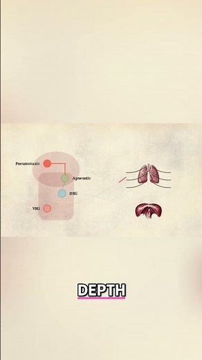 Pons: The Brain's Respiratory Control Center Explained #shorts