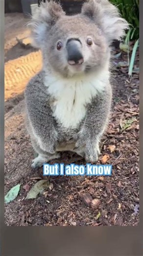 Sending you a koala 🐨 hug to remind you it's all going to be okey. 🐨🍀💚 #koala #cute #hug #vibes