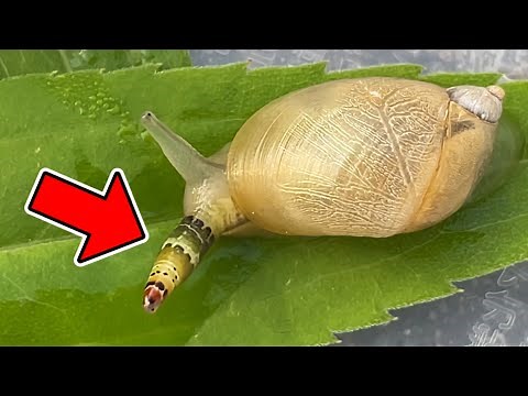 The parasite that controls snails is so gross (Leucochloridium)
