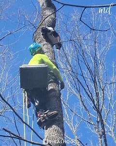 69K views · 2.1K reactions | Tree climber rescues cat  | MetDaan Tips | Facebook