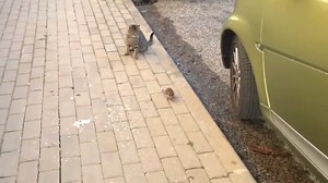 1.2K views · 12 reactions | Is this mouse brave or just too crazy? :O #AnimalLover #WorldofScience | World of Science | Facebook