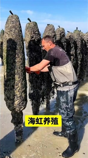 The king of affordable seafood: mussel farming! #Mussels #Mussels #KnowledgeBoost #SeafoodFarming...