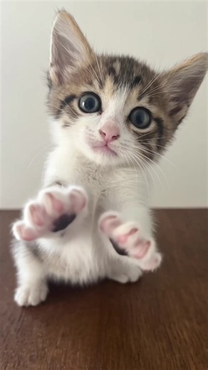 #foryou #viral #oii #gatinho